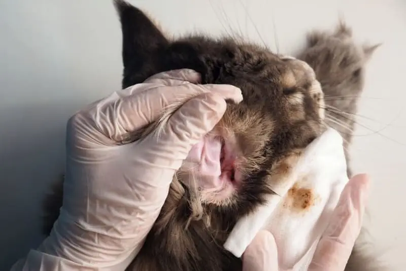 پیشگیری از جرب گوش گربه 